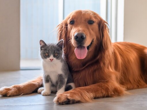 Problemi al fegato nel cane: sintomi, cause e terapie