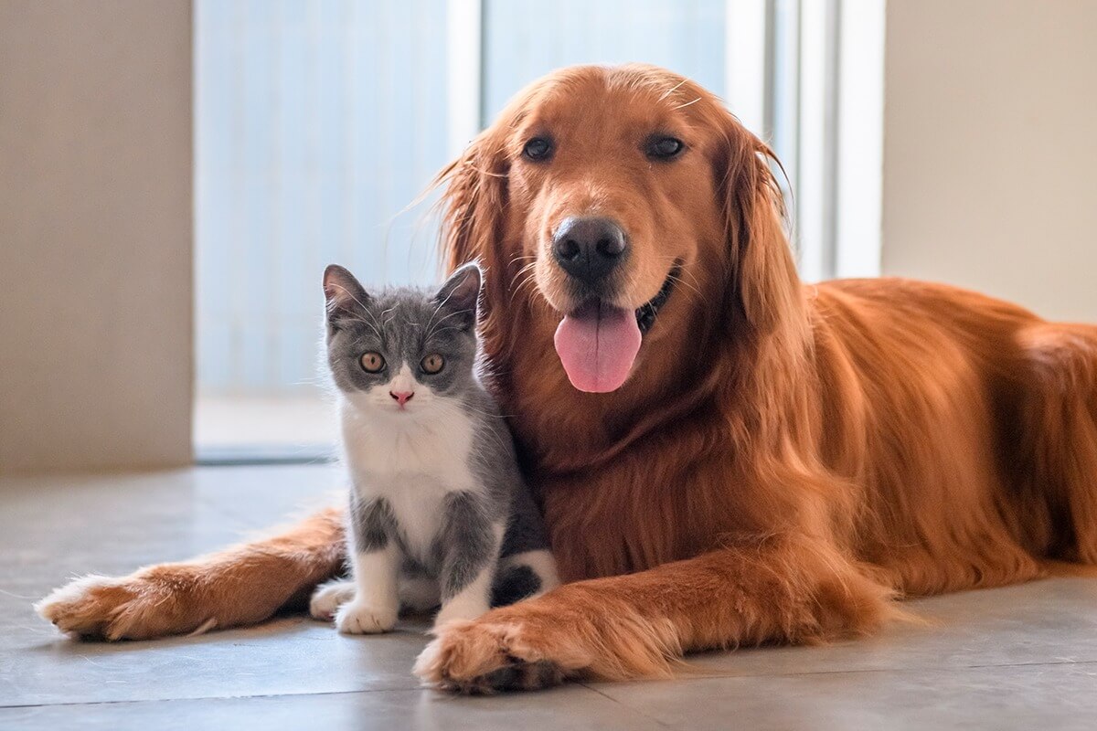 blog-consigli-convivenza-cane-gatto blog-consigli-convivenza-cane-gatto